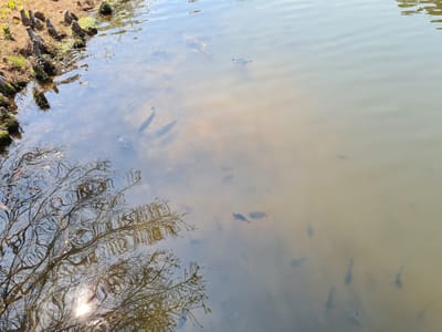 Discovery Cafe at Callaway Gardens