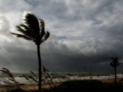 Donkey's Butt Coffee