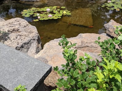 Dottie's Garden Coffee Shoppe