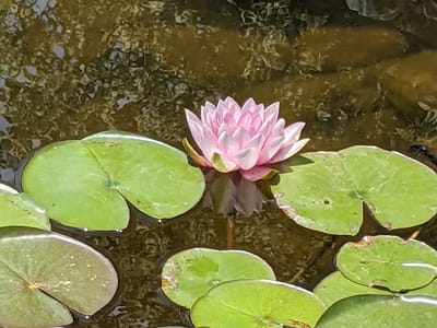 Dottie's Garden Coffee Shoppe