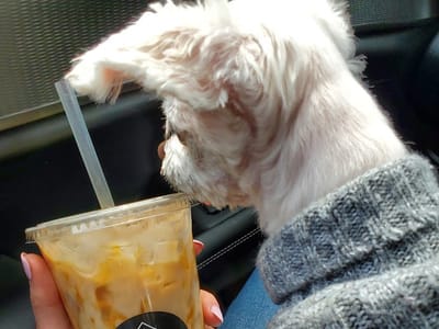 Due North Coffee Co.