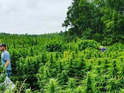 East Coast Hemp Supply Inc.
