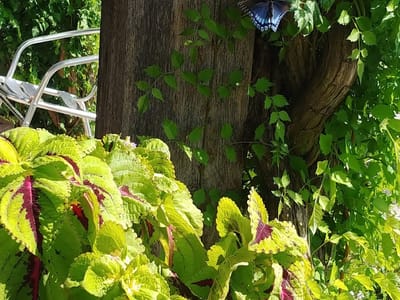 Espresso Royale Village Green