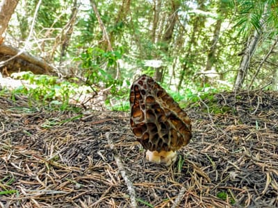 Espresso Wagon Coffee Company