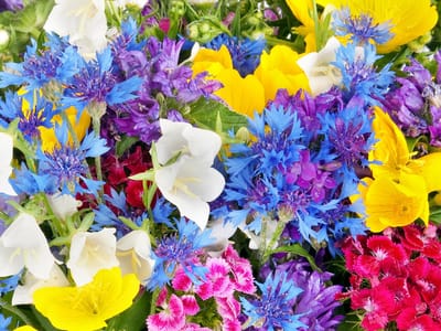 Expressions Floral, Bakery & Gifts