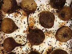 Fall River Coffee Company