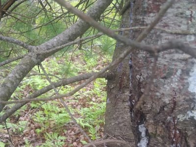 Farm House Coffee Roasters