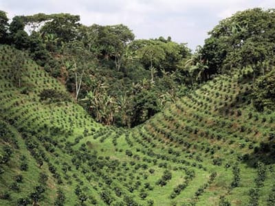 Farm House Coffee Roasters