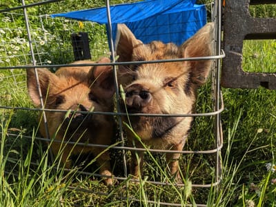 Farmstead Creamery & Cafe