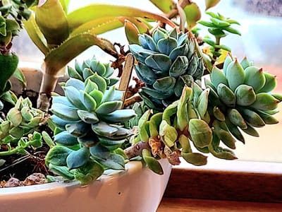 Fiddleheads Coffee Grafton