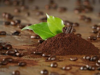 Filomena's Bean Coffee