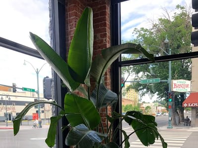 Forged Coffee Roasting Co. (at The Jesse)