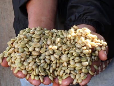 Garden Coffee Co. Roastery