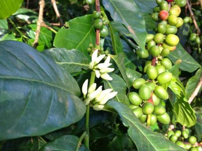 Gathering Grounds Cafe & Roastery