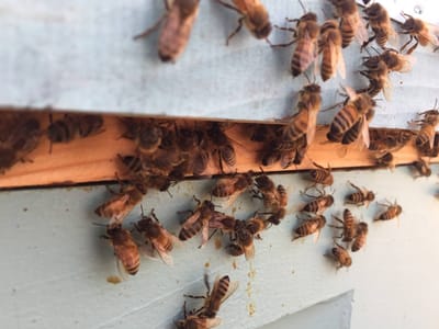 Glade Creek Coffee Roasters (White Oak Bee Co.)