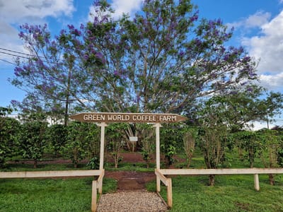 Green World Coffee Farm