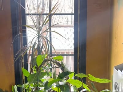 Greenhouse Effect Coffee and Crepes UT