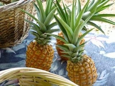 Hāna Farms Roadside Stand, Pizza Oven and Bakery