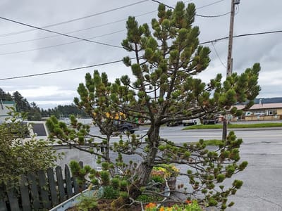 Harborside Fly-by Coffee