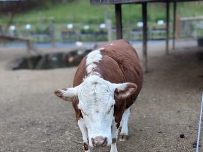 Harts General Store and Creamery