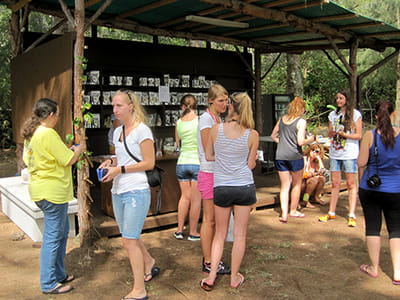 Hawaii's Local Buzz at Paradise Meadows