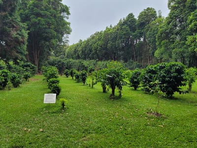 Hawaii's Local Buzz at Paradise Meadows