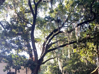 Hibiscus Coffee & Guesthouse