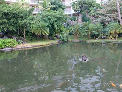 Honolulu Coffee at Waikoloa Ocean Tower
