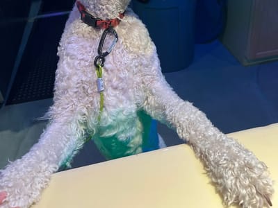 Island Vibes Kava Bar