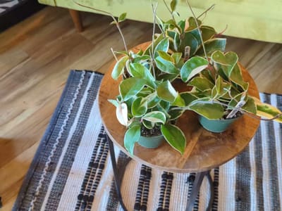 Ivy Terra Plant Cafe