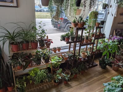 Ivy Terra Plant Cafe