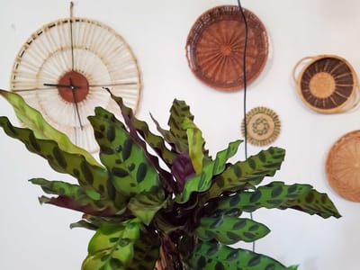 Ivy Terra Plant Cafe