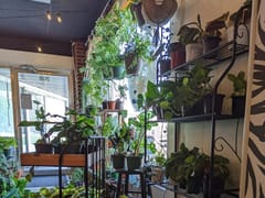 Ivy Terra Plant Cafe