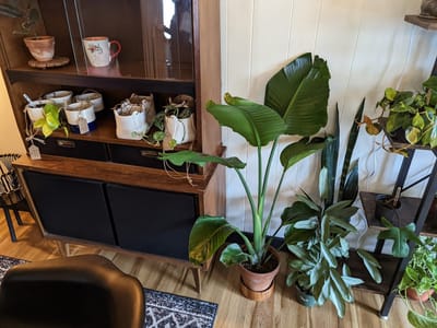 Ivy Terra Plant Cafe