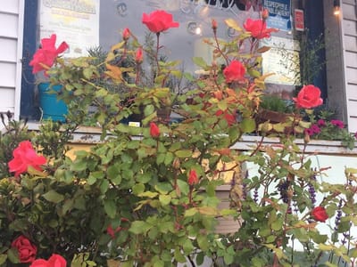 Java Cabana, Cooper-Young's Coffeehouse