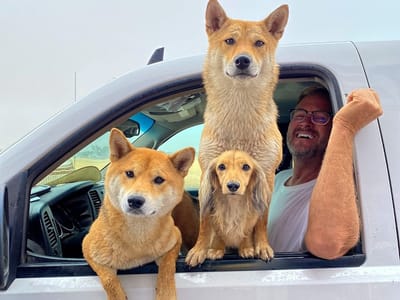 Joyful Brews Drive Thru