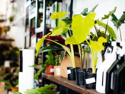 Jubilee Plants and Gathering