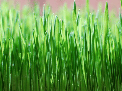 Juicy's Wellness Cafe