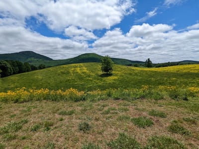 Jumpingoat Coffee Roasters and Tasting Room