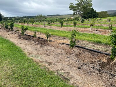 Kau Coffee Mill Kona Shop