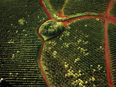 Kauaʻi Coffee Company