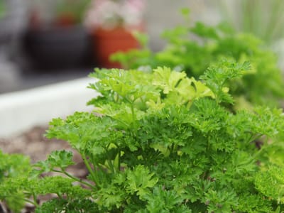 KeenBean Coffee Roasters