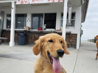 Kismet Coffee Company