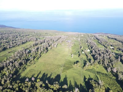 Kona Rainforest Organic Coffee Farm