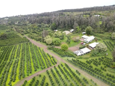 Kona Rainforest Organic Coffee Farm