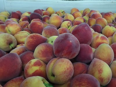 Lane Southern Orchards