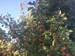 Licks Orchard Gifts and Music