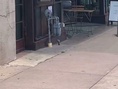 Little Brother Coffee & Kolaches