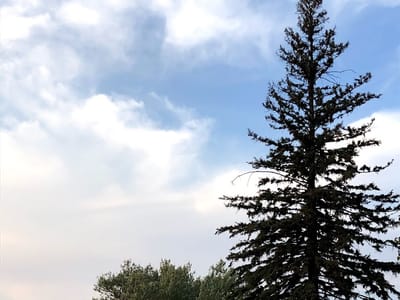 LOCAL Gift boutique and Tea Lounge