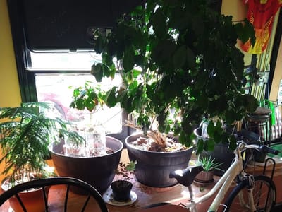 London Coffee Peddler